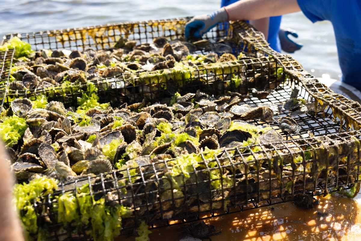 parsonskellogg_the_galilee_project_image5